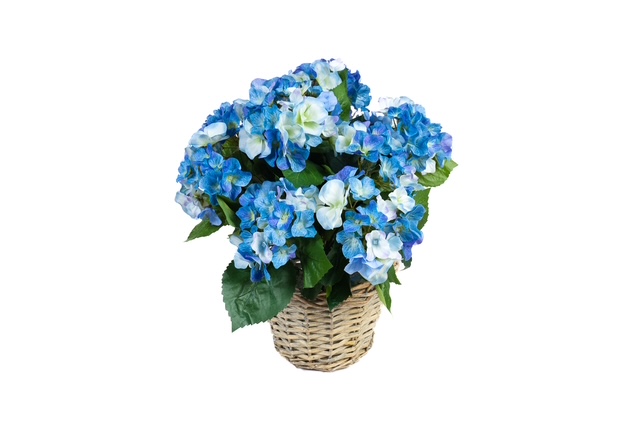 Zijden hortensia's in blauw en wit, in een rieten mand